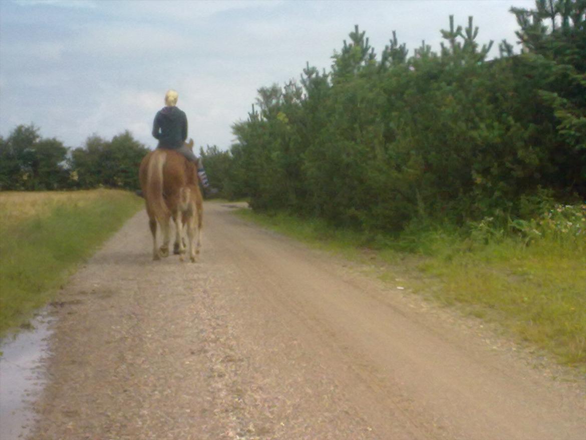 Frederiksborg Ronja billede 16