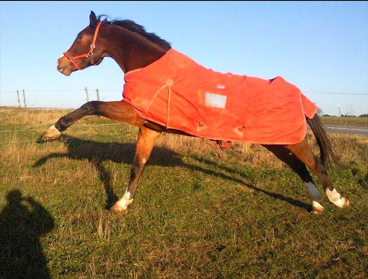 Dansk Varmblod Herkules billede 6