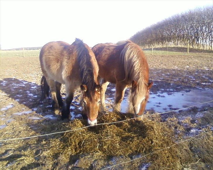Nordsvensk Skovhest Emma - januar 2012, Emma og Emmelie billede 12