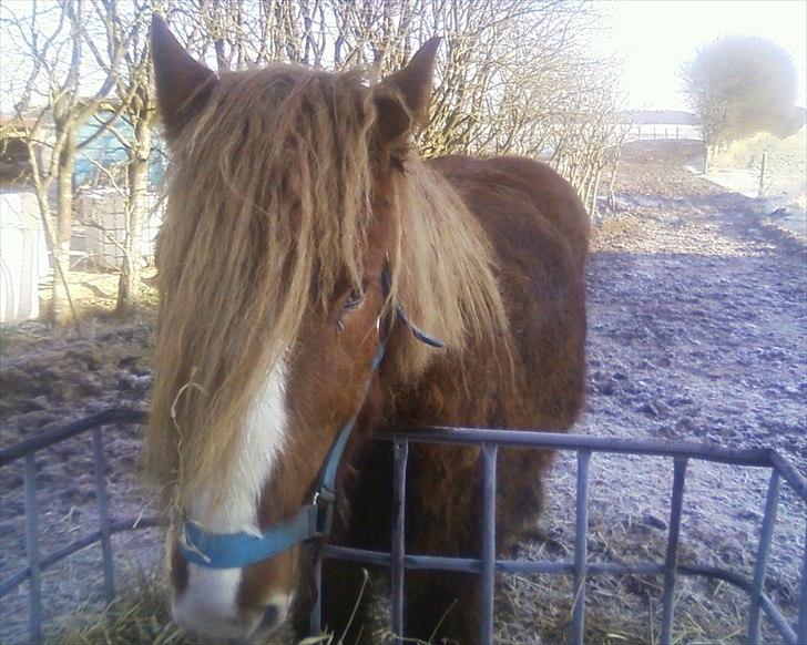 Jyde Knold - januar 2012. Knold gumler halm billede 19