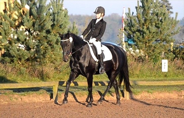 Oldenborg Bianca af Tanderup (Gippe'sen) - LD2 67,22% billede 7