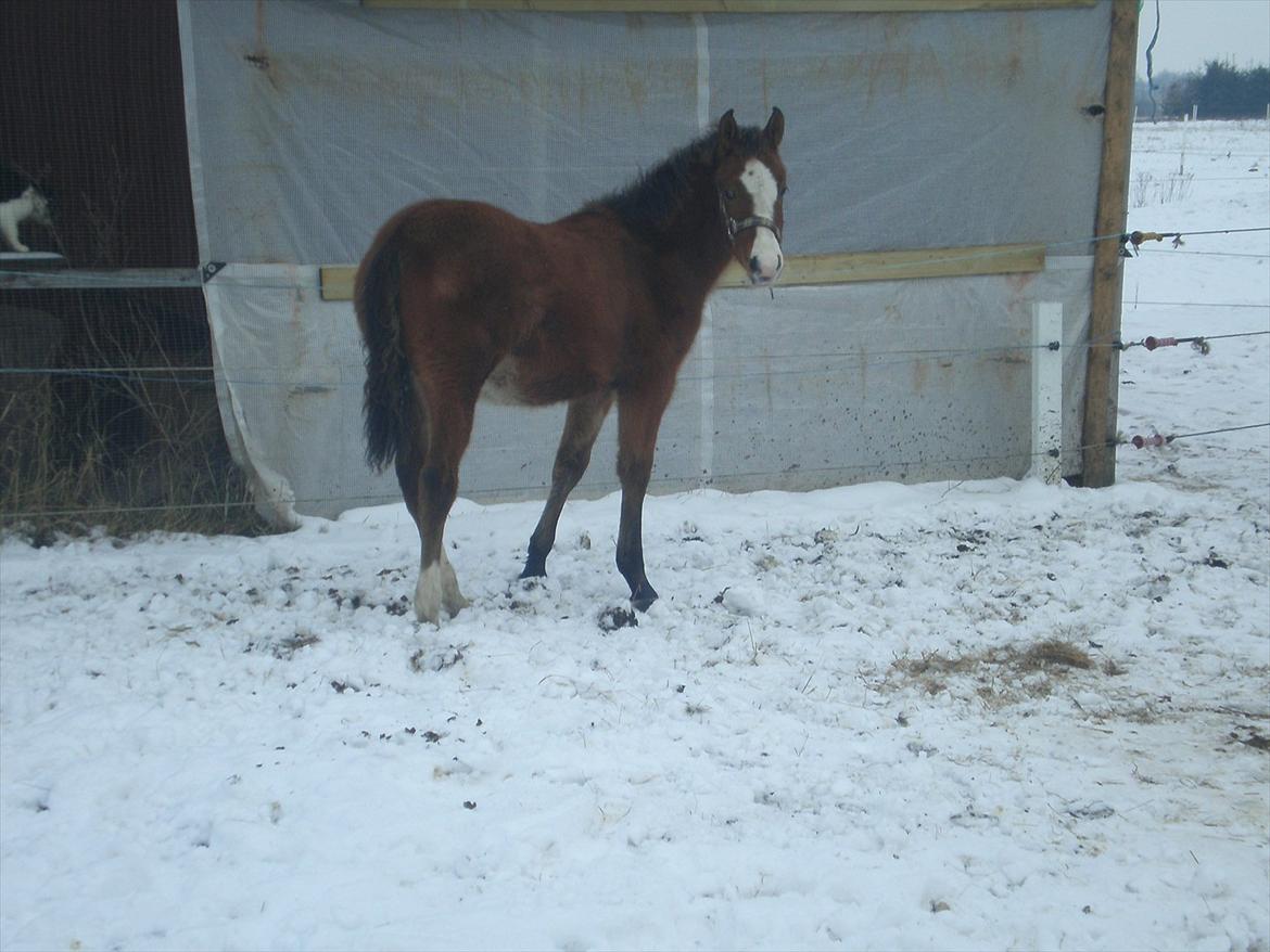 Anden særlig race Luka ( Luksen) - 
28 jan 12 billede 12