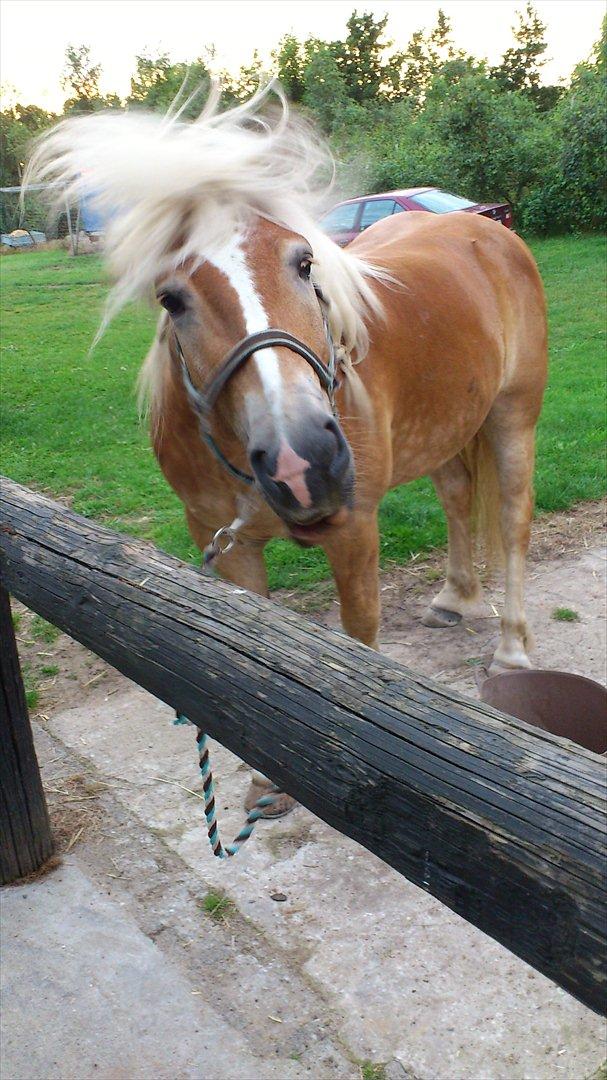 Tyroler Haflinger stuwart - fjolede hest<3
 billede 8