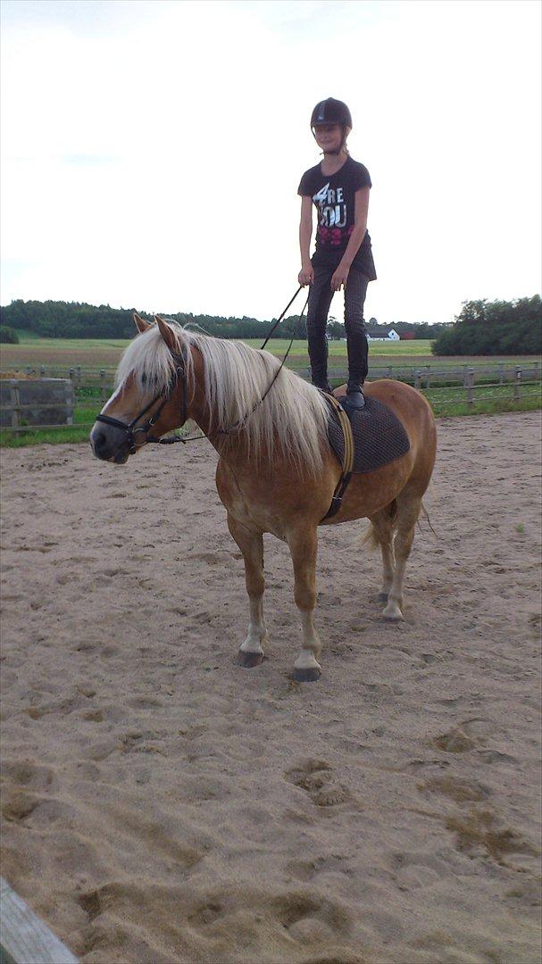 Tyroler Haflinger stuwart billede 9