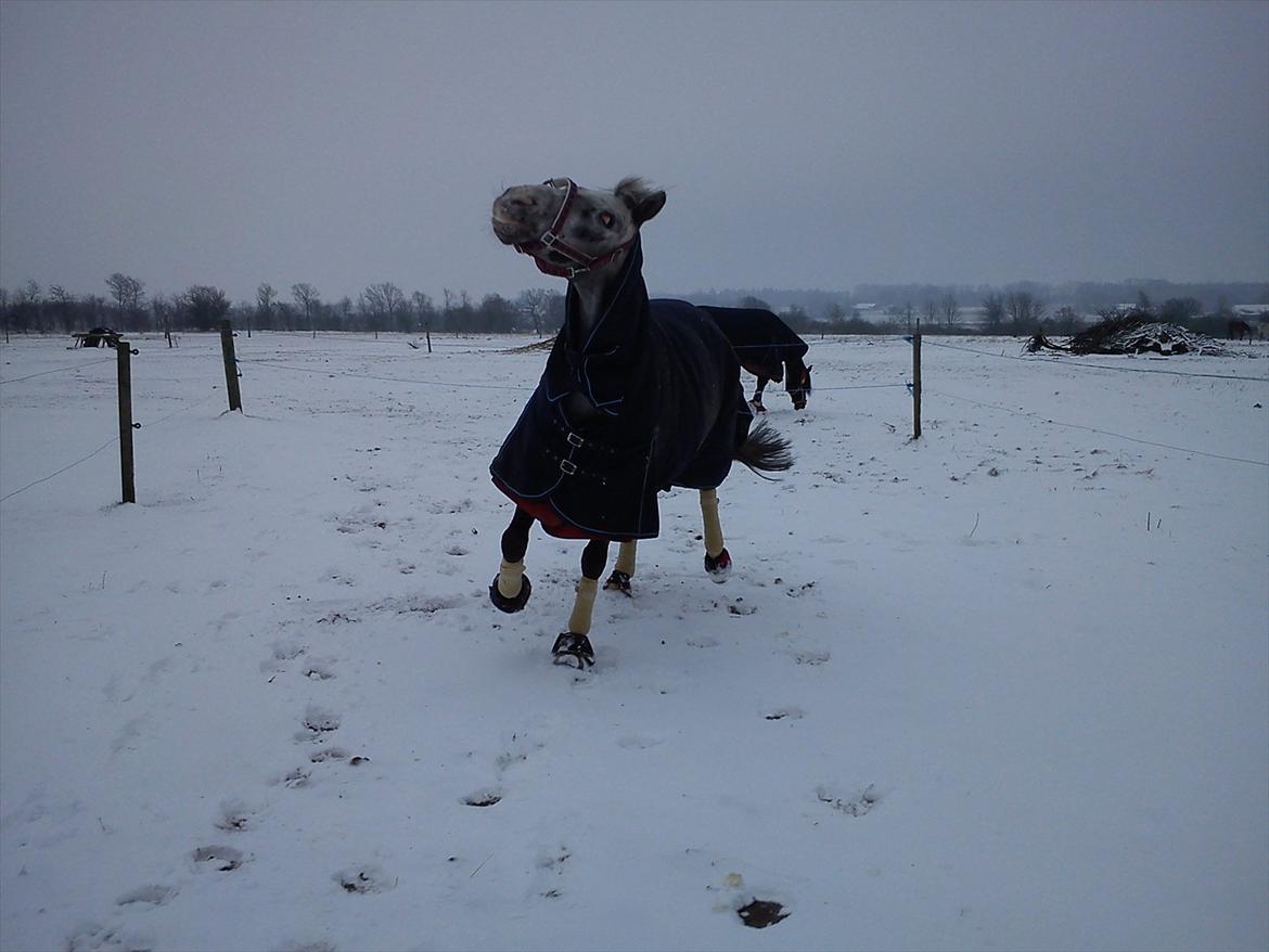 Appaloosa MR. APPELBEY **B-pony** (Søsters pony) billede 9