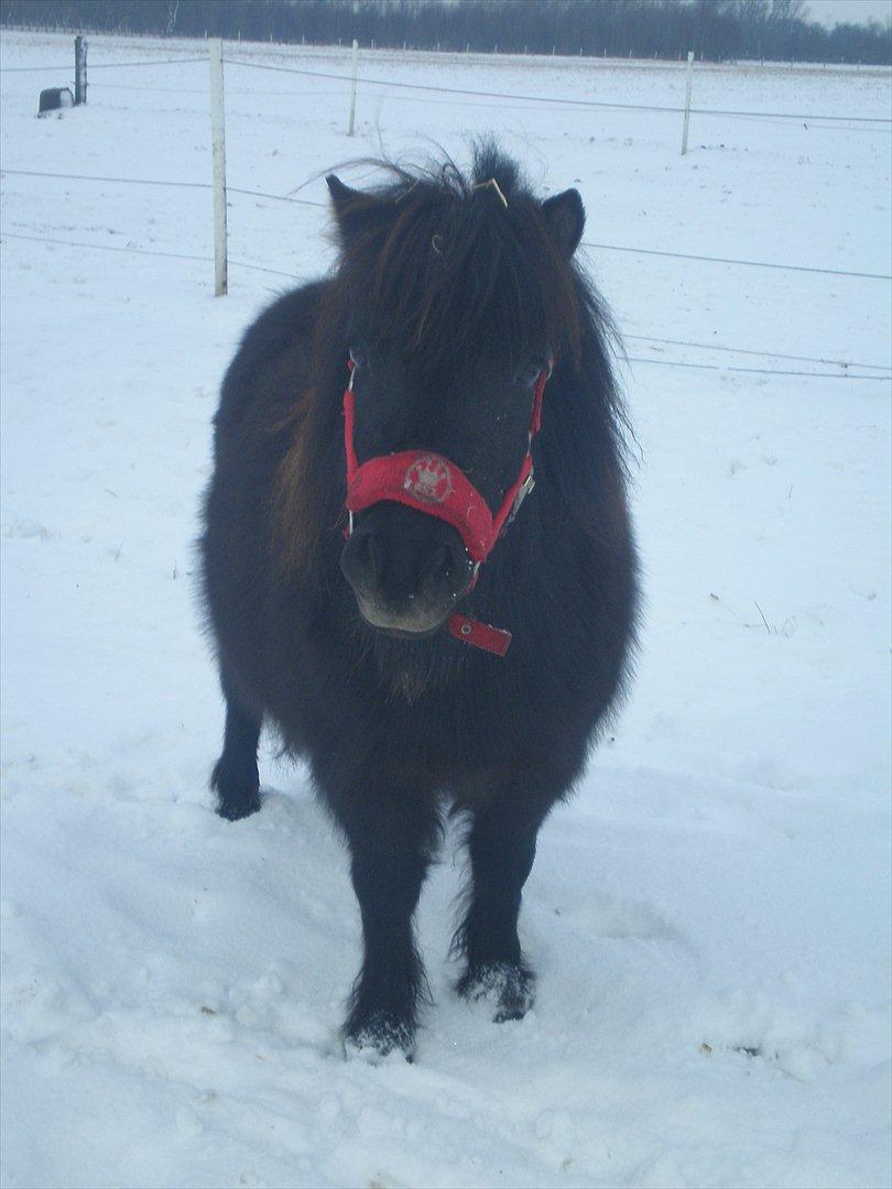 Shetlænder Kirkebakkens Regina ( Rille) - 
28 jan 12 billede 8