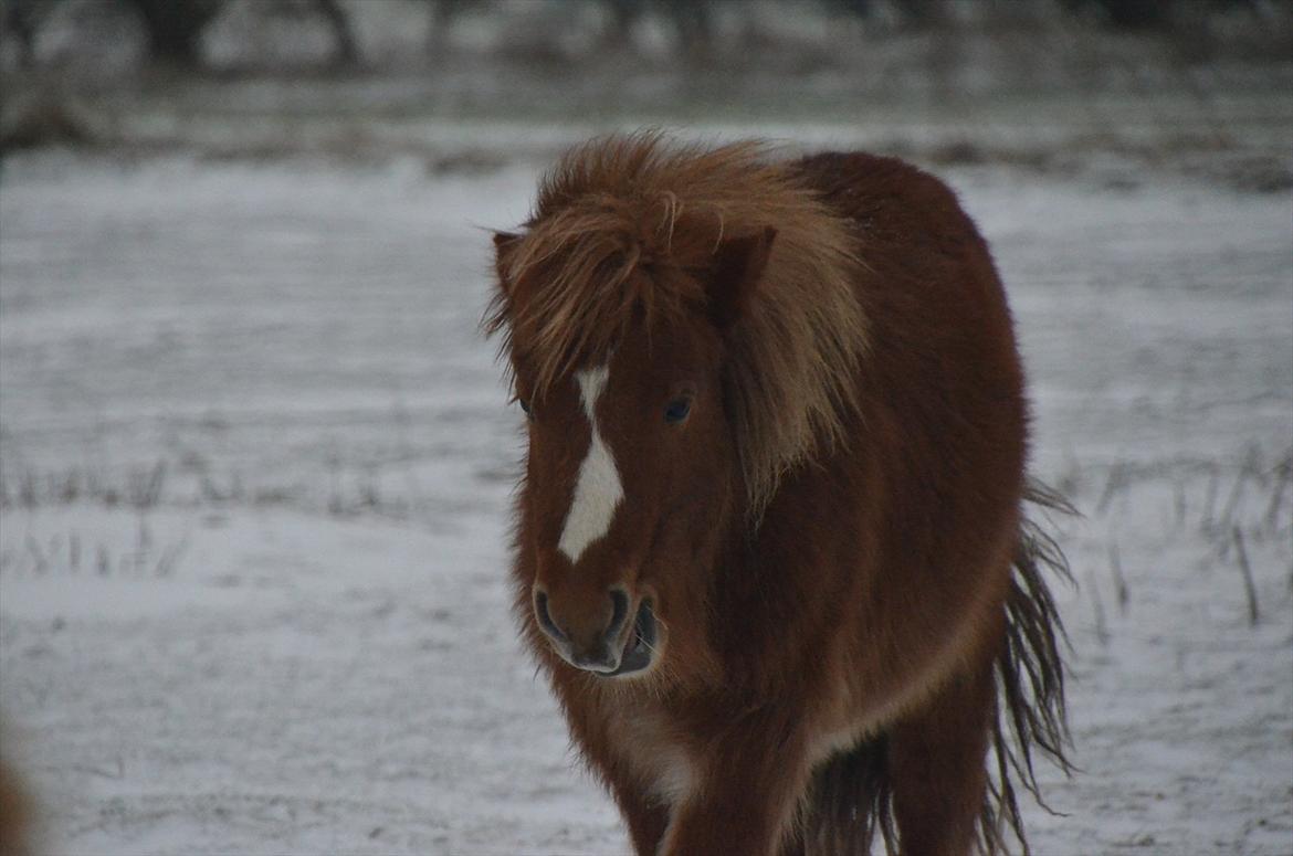 Shetlænder Scott - 5 - januar 2012 billede 5