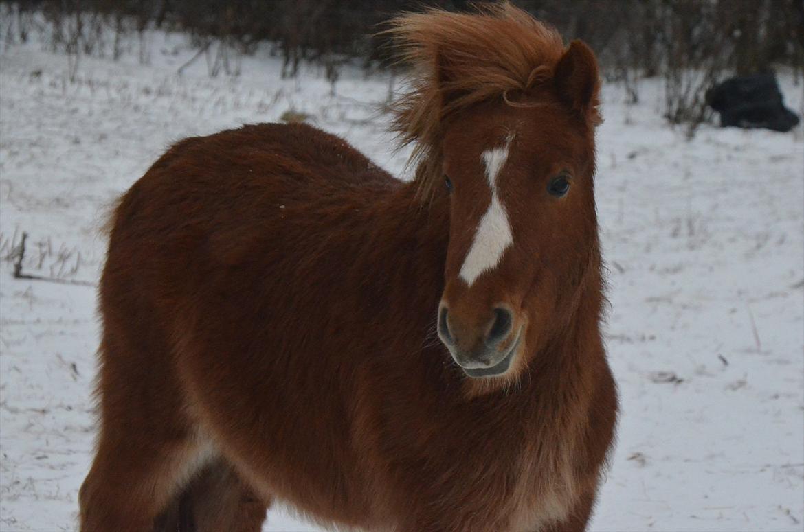 Shetlænder Scott - 6 - januar 2012 billede 6