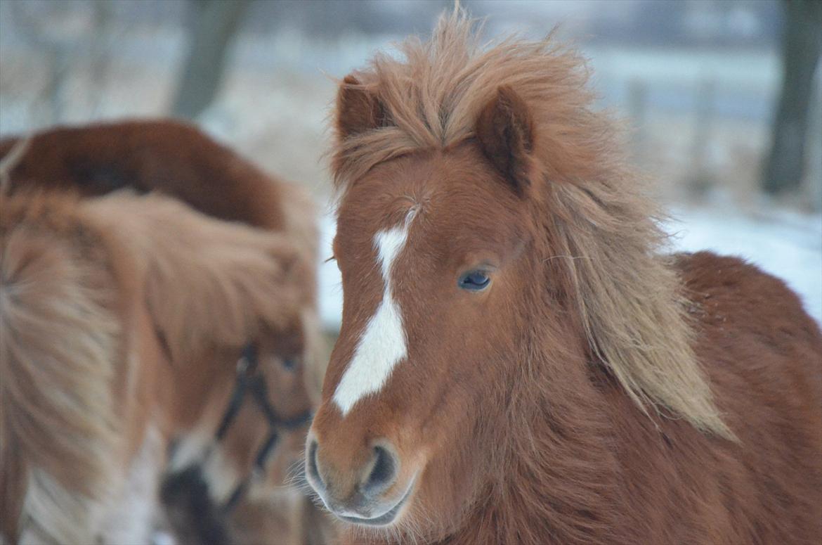 Shetlænder Scott - 7 - smukke dreng <3 billede 7