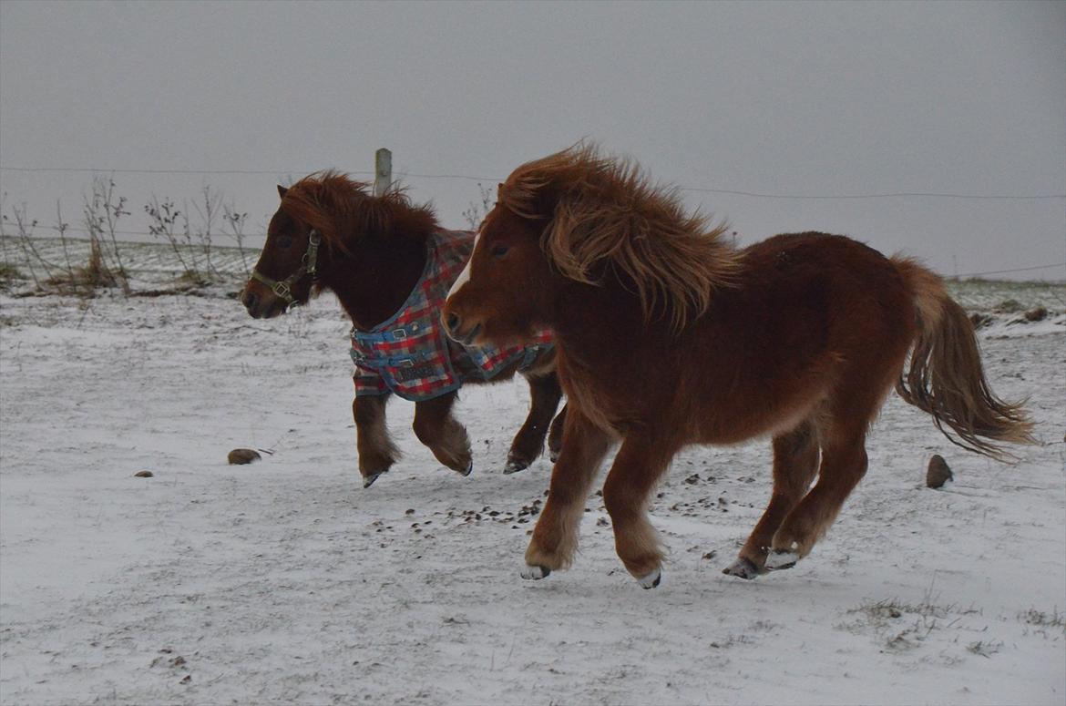 Shetlænder Scott - 8 - leger med olle :-) billede 8