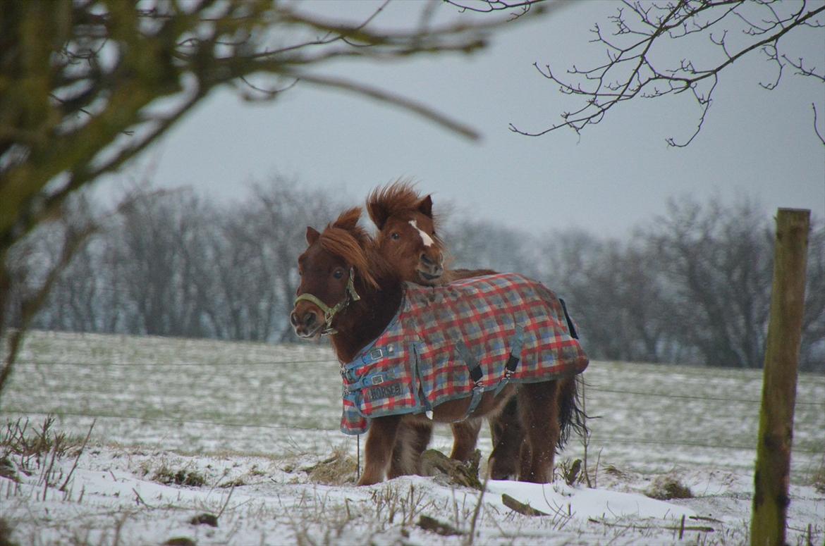 Shetlænder Scott - 9 - uskyldige dyr ;-) billede 9