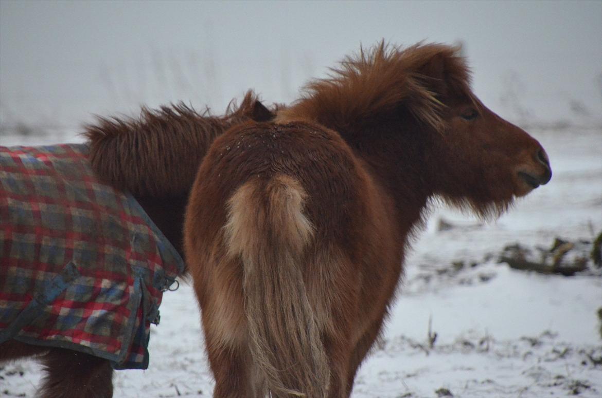 Shetlænder Scott - 10 - januar 2012 billede 10