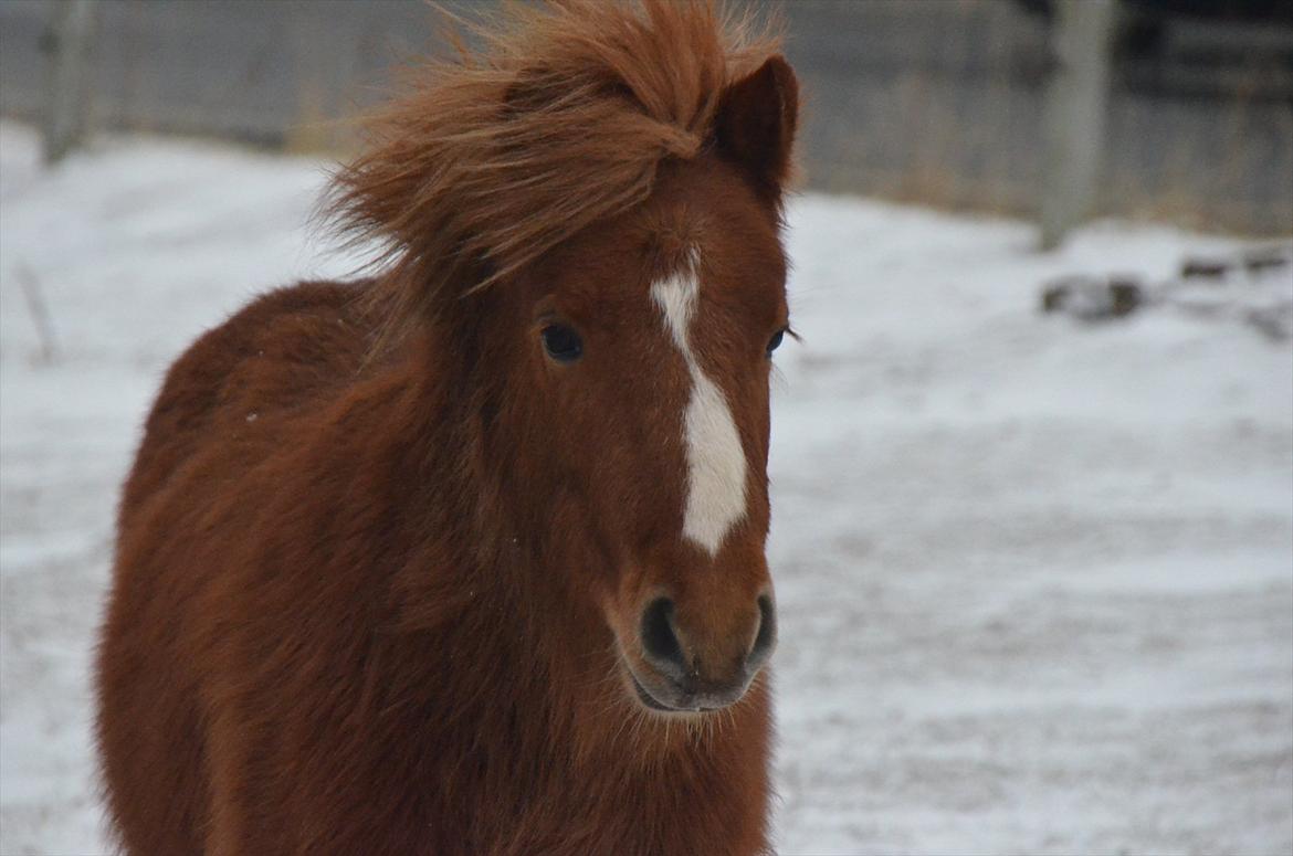 Shetlænder Scott - 11 - charmetrold <3 billede 11