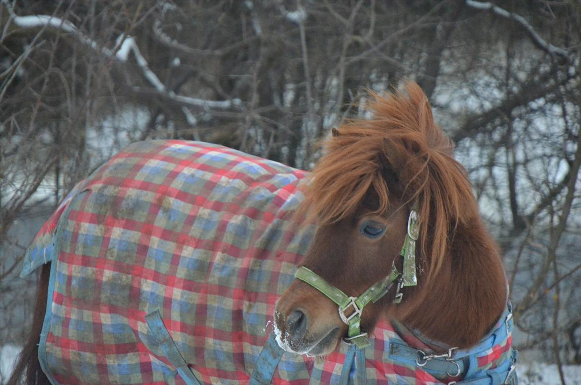 Shetlænder Olfert billede 11
