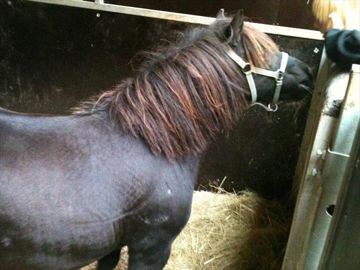 Shetlænder magnus [bygger pony] billede 1