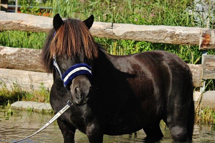 Shetlænder magnus [bygger pony] billede 2