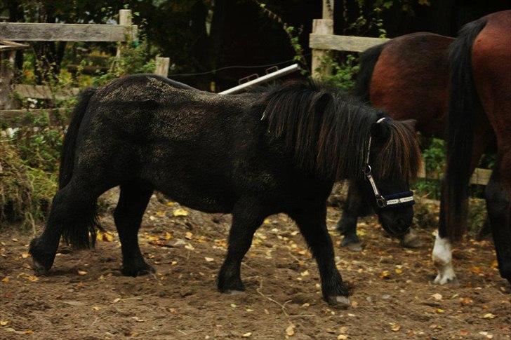 Shetlænder magnus [bygger pony] billede 3