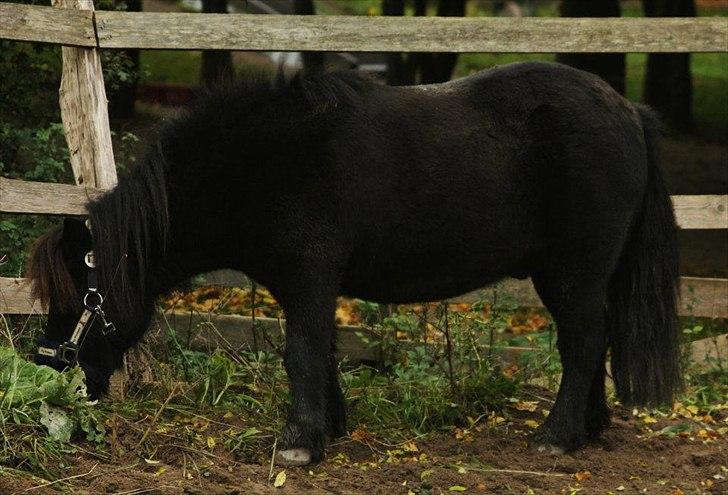 Shetlænder magnus [bygger pony] billede 4