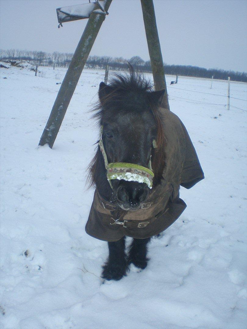 Shetlænder Victoria ( vic ) Himmel pony ( savnet meget ) - 
28 jan 12. billede 6