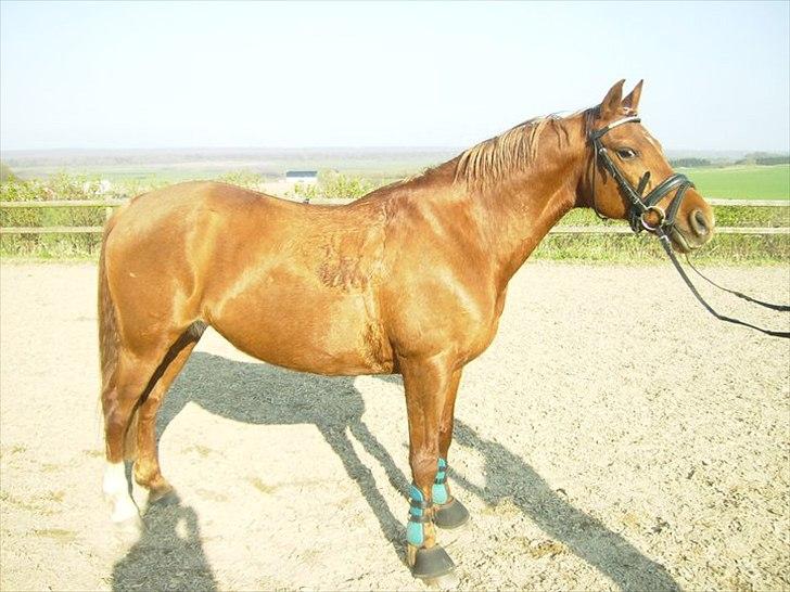 Anden særlig race Pasadena "tyksakken"<3. - Så smuk kan hun altså være :-'). billede 13