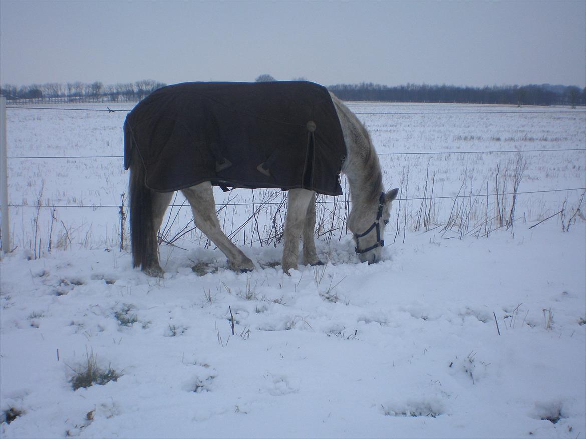 Connemara Hedegården's Sultan  [SAVNET UBESKRIVELIGT MEGET] - 28 jan 12. billede 8