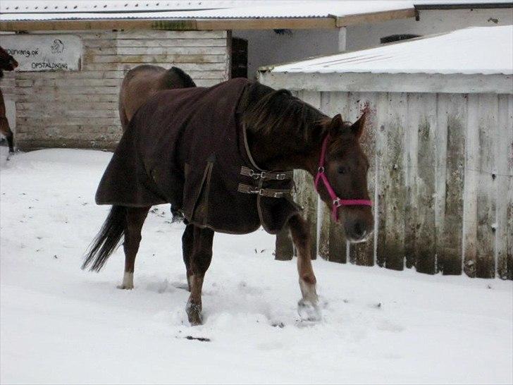 Anden særlig race Miss maja   (død) billede 7