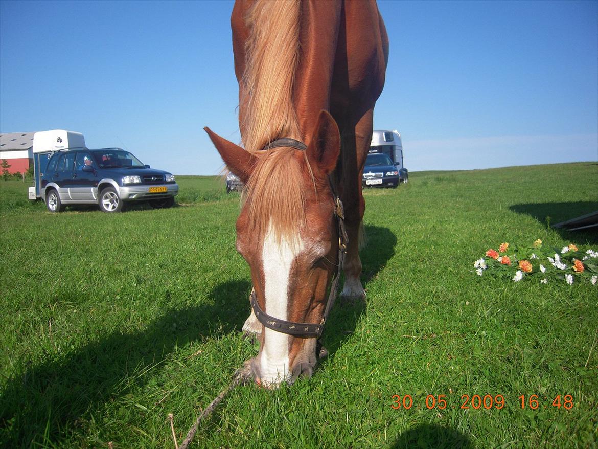 Frederiksborg Top Daisy (Fars Hest) - Efter en hård gang ringridning er det godt med noget græs!;D billede 2