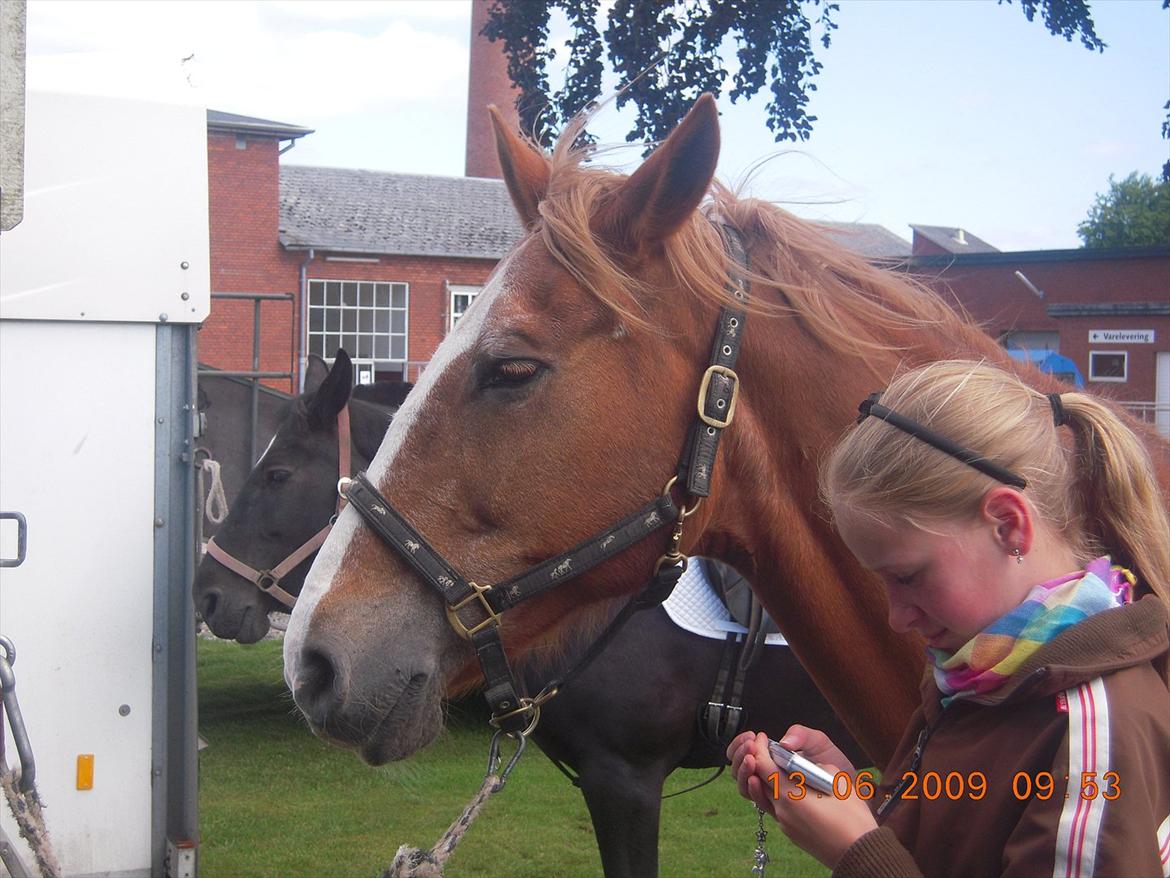 Frederiksborg Top Daisy (Fars Hest) - Daisy og søsser hænger ud!:) billede 3