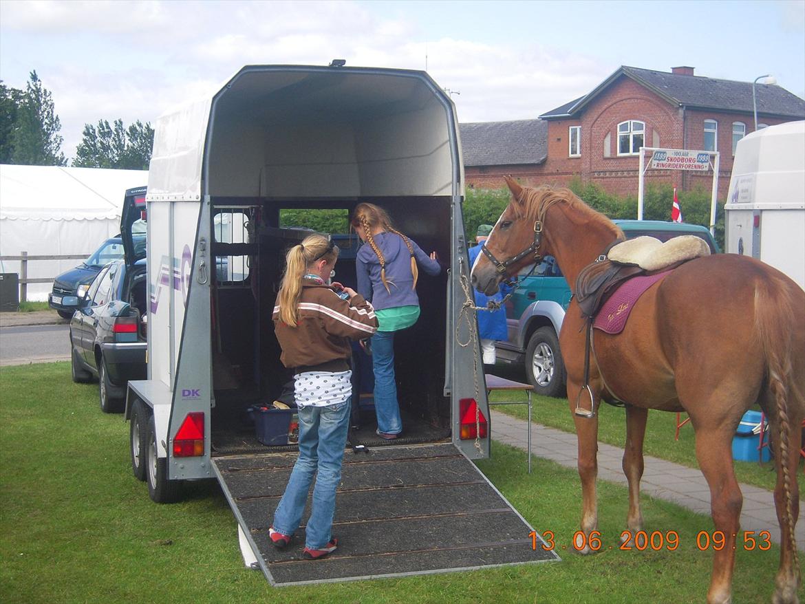 Frederiksborg Top Daisy (Fars Hest) - "er vi snart klar?" tænker Daisy billede 4