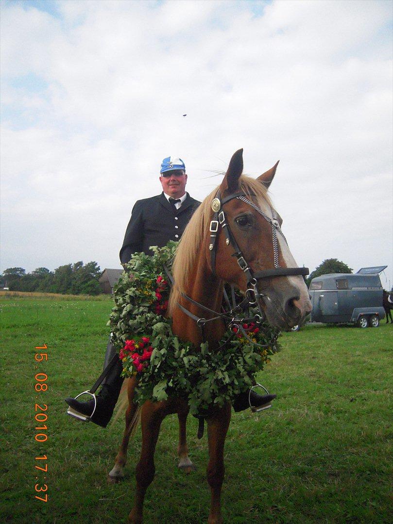 Frederiksborg Top Daisy (Fars Hest) - Hvor ser hun godt ud! billede 7