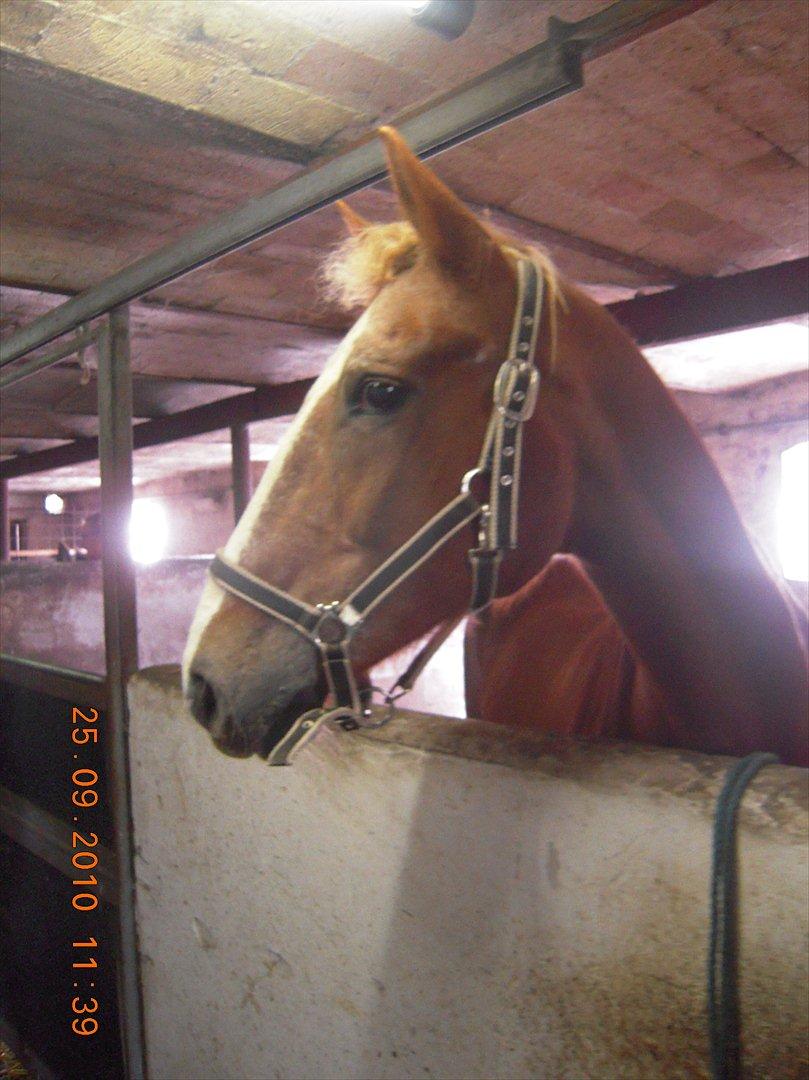 Frederiksborg Top Daisy (Fars Hest) - Sådan går det når man har haft rosenknupper!<3 billede 8