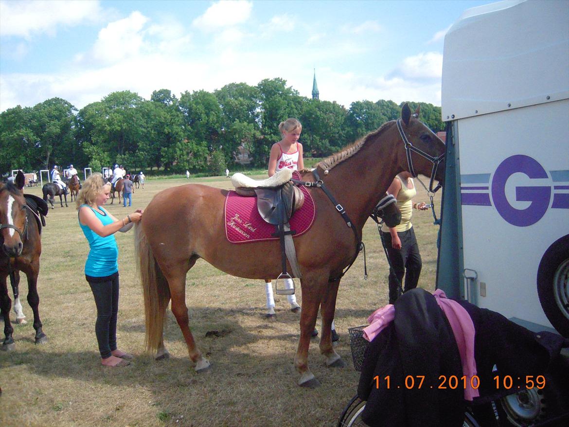 Frederiksborg Top Daisy (Fars Hest) - Daisyer vist kommet i himmelen! tøser overalt der gør hende i stand!<3 Dejligt!<3 billede 9