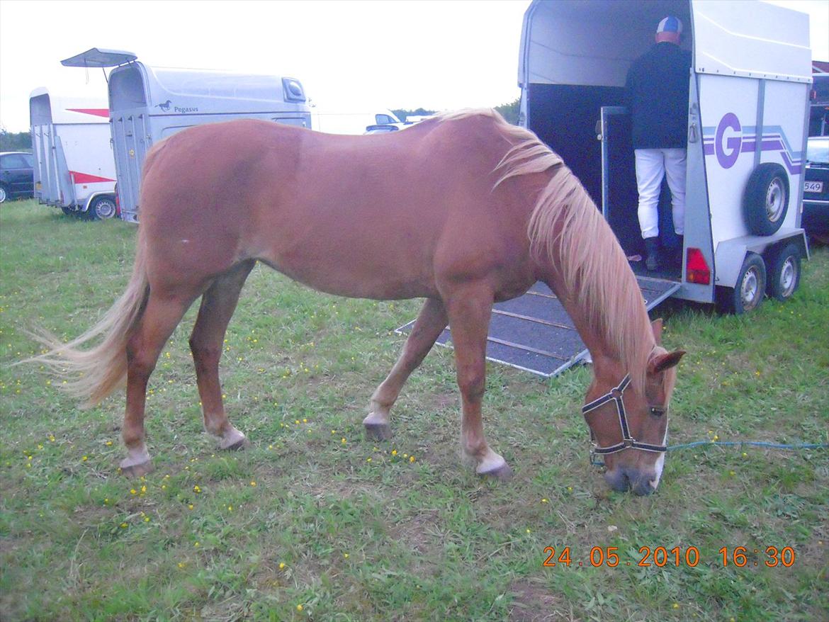 Frederiksborg Top Daisy (Fars Hest) - Græsse, Græsse, Græsse, Gummle, Gummle, Gummle, Gnaske, Gnaske, Gnaske, Græsse, Græsse, Græsse!<3 billede 11