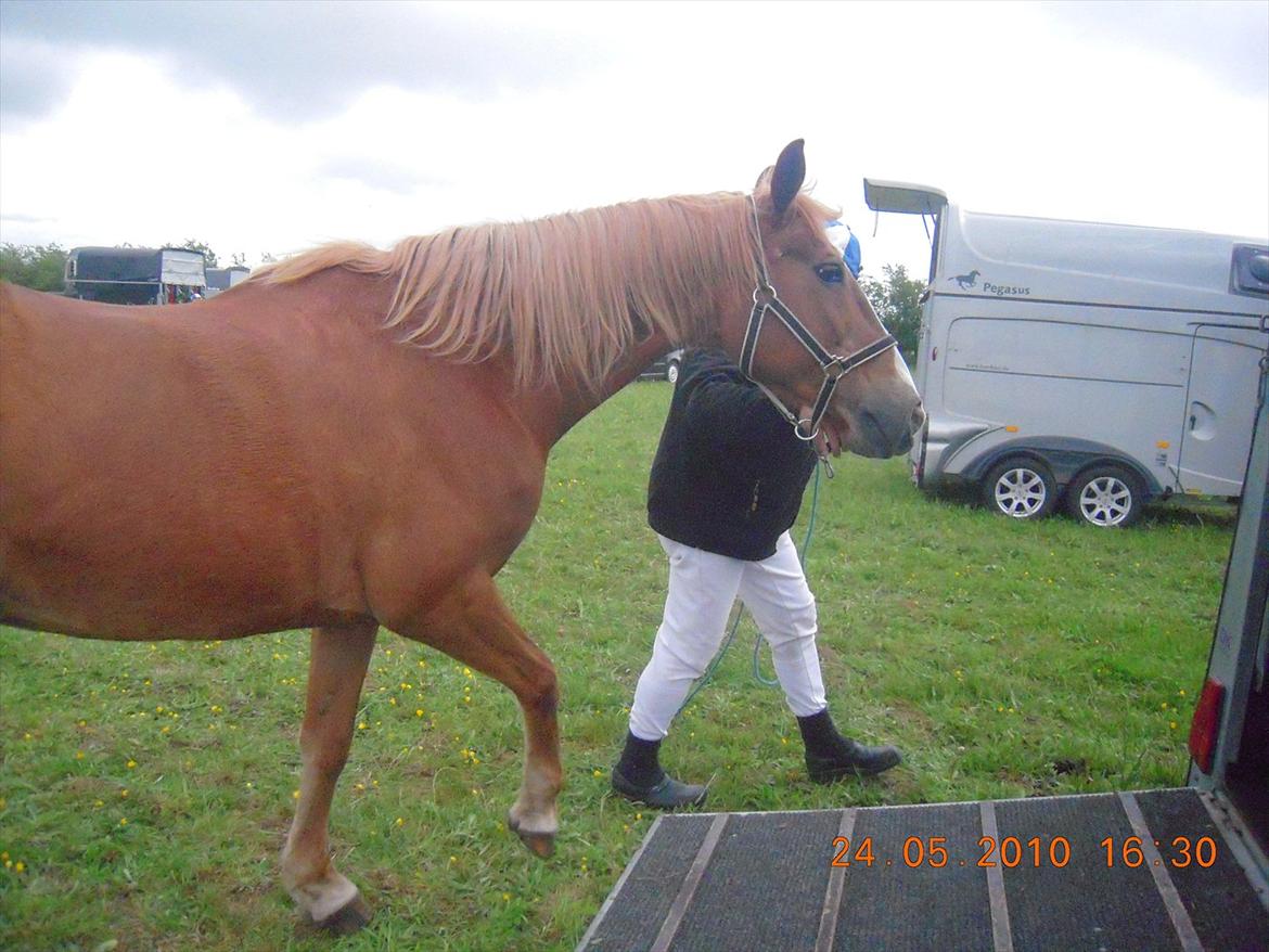 Frederiksborg Top Daisy (Fars Hest) - På vej op i træleren og så HJEM!<3 billede 12