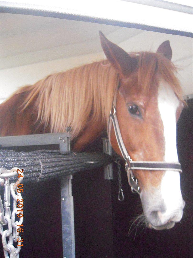 Frederiksborg Top Daisy (Fars Hest) - En træt lille Dais!<3 billede 13