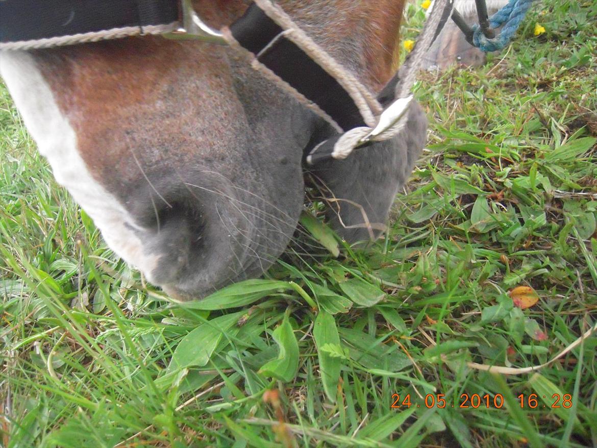 Frederiksborg Top Daisy (Fars Hest) - Daisy mule!<3 billede 15
