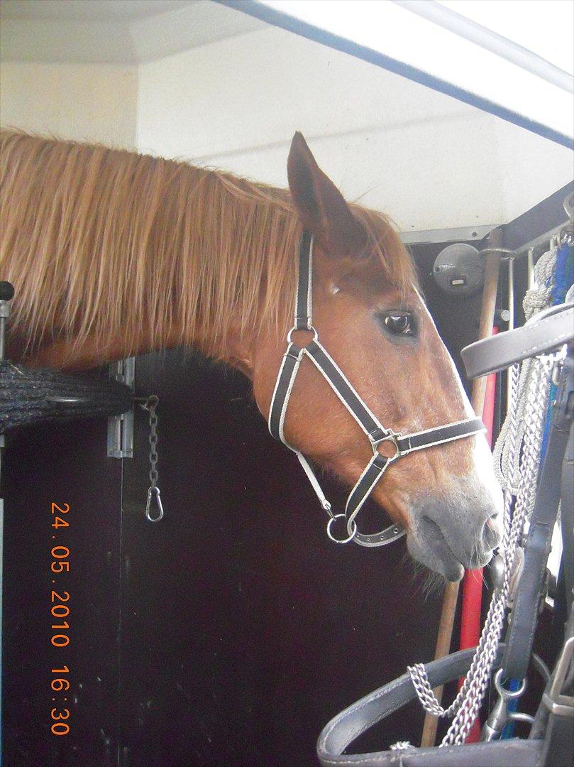 Frederiksborg Top Daisy (Fars Hest) - Sikke mange spændene ting der er i træleren! billede 14
