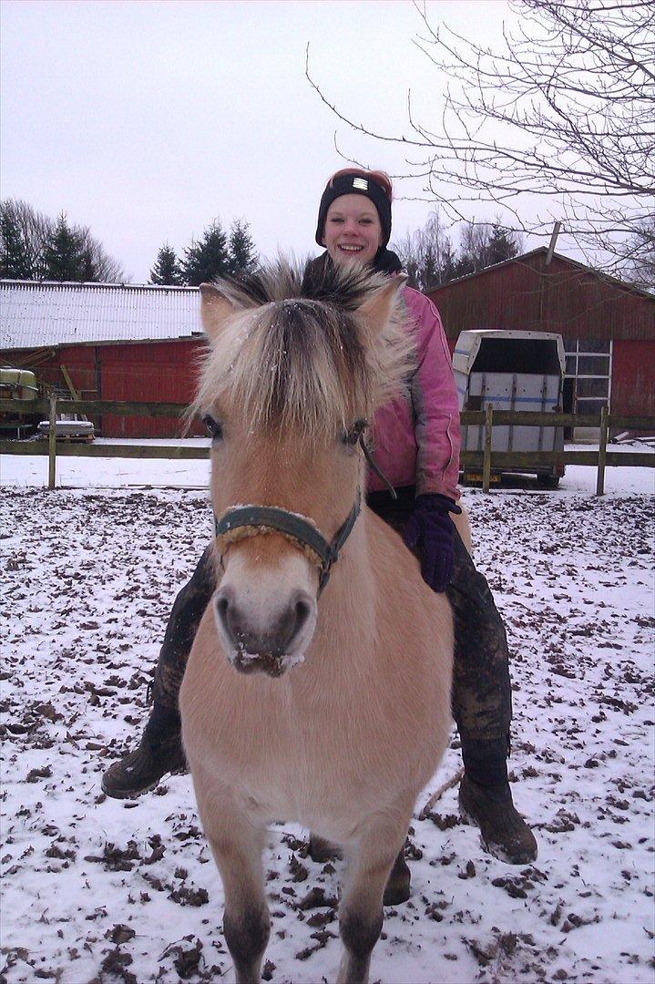 Fjordhest Trunte.<3<3:* - Vi hygger, vinter guf..
Foto: Søster/Marianne Sørensen.. billede 12