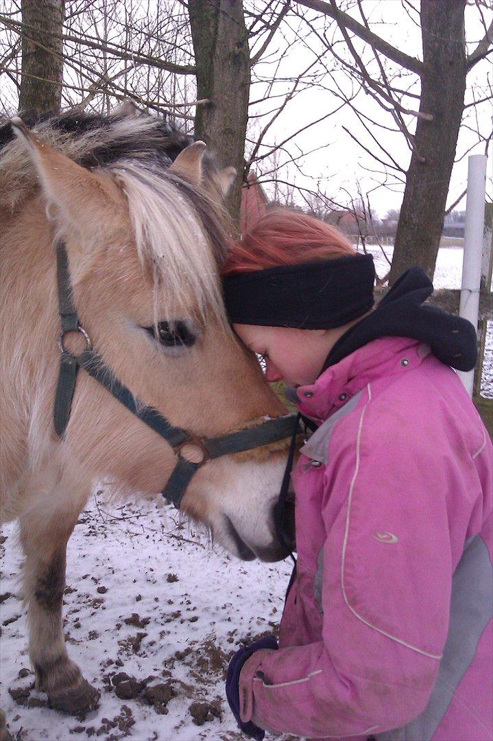 Fjordhest Trunte.<3<3:* - Vinterguf..
Foto: Søster/Marianne Sørensen.. billede 14