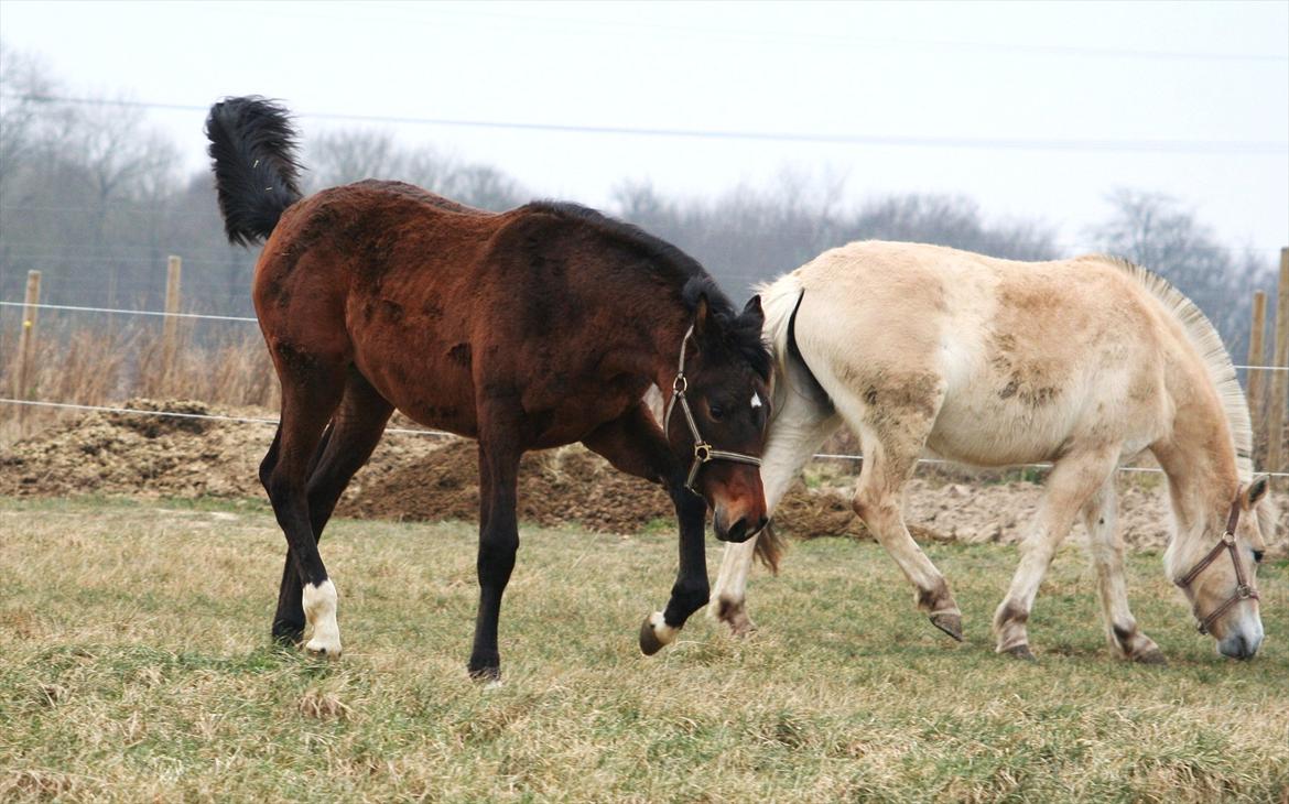 Dansk Varmblod Que Kimer - Musse <3 billede 6