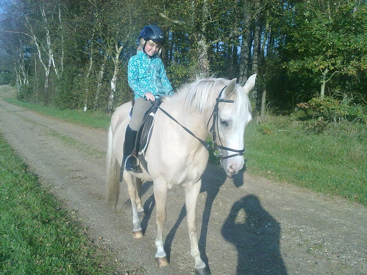 Palomino Liberty - En af de første rideture efter jeg har fået min pony i Oktober 2010  billede 16