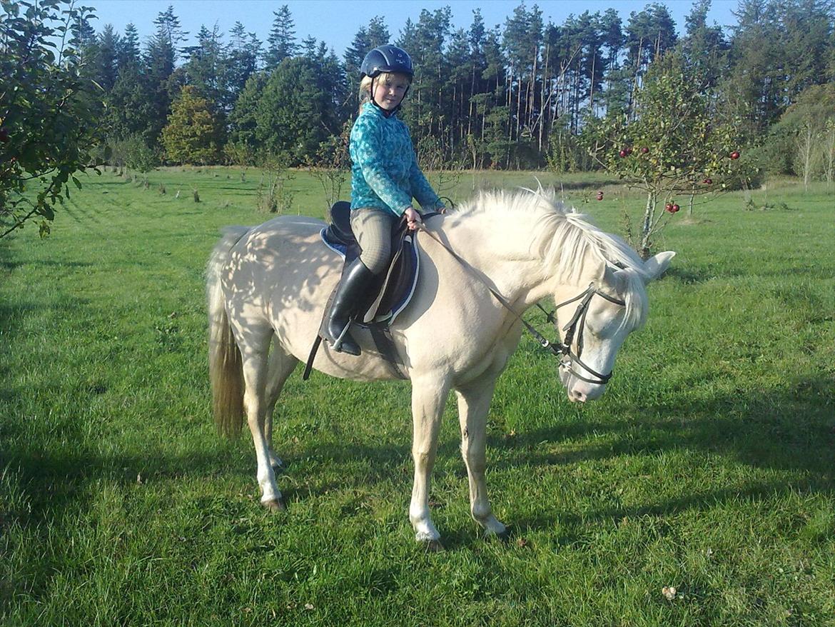 Palomino Liberty - Oktober 2010 i frugthaven. Se de dejlige æbler på træet. Dem kunne Liberty vældig godt lide. billede 18