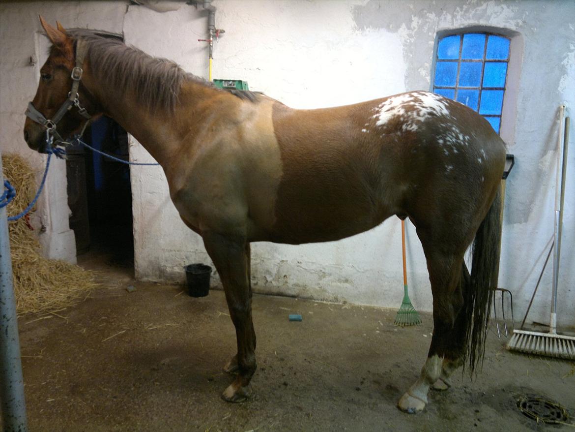 Knabstrupper Juandiazz (stor -lunds enjoy) - Må sige at han er vokset en hel del. 10/1-2012 billede 6