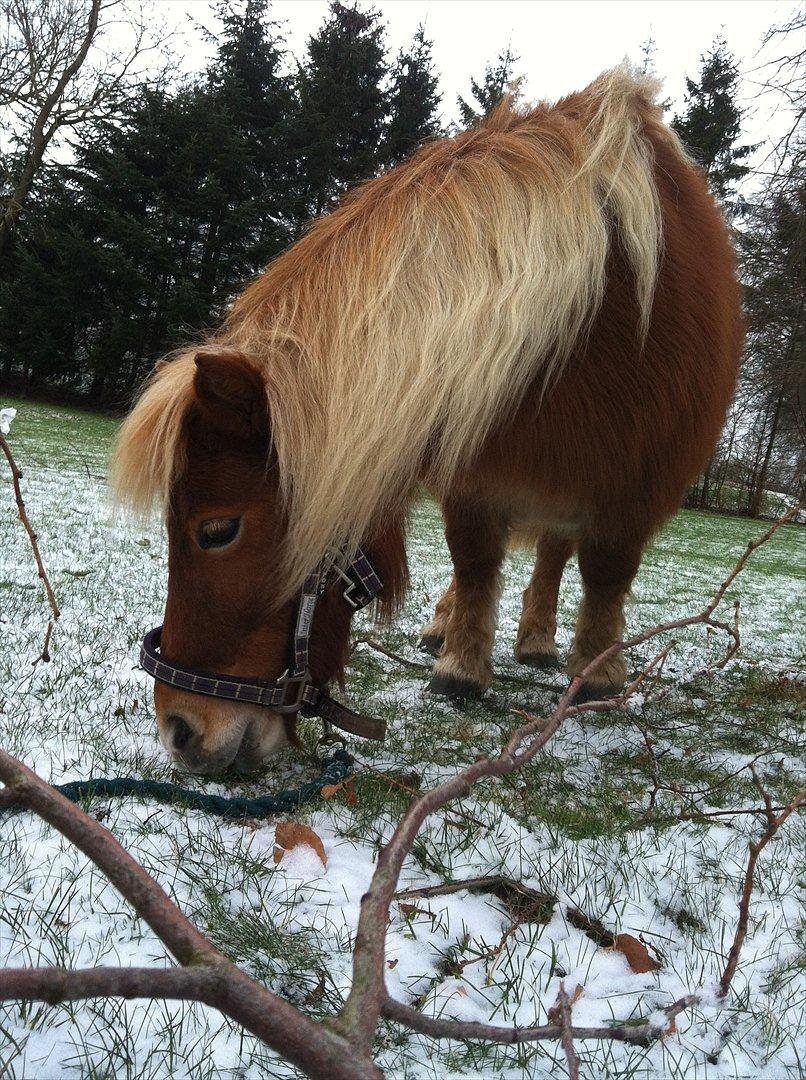 Shetlænder Nanja af rolighed - VINTER 2012 billede 1