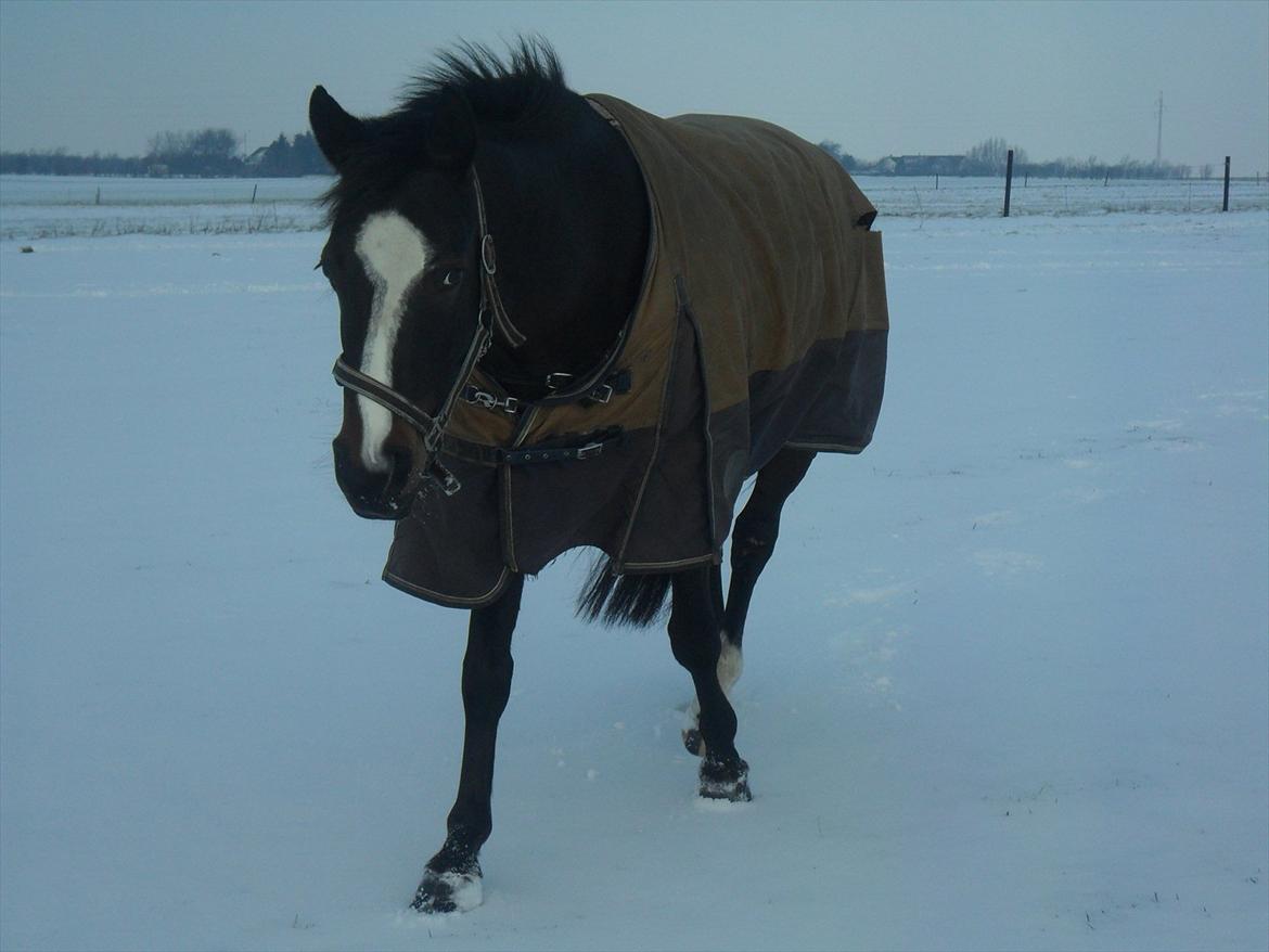 Anden særlig race Houmgaards Shakira<3. - Shakira i snen :-). billede 16