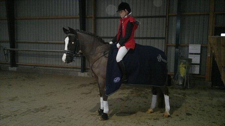 Welsh Cob (sec D) Morlyn River Dance Prince O'the Castle - B-pony - første stævne <3<3 billede 5