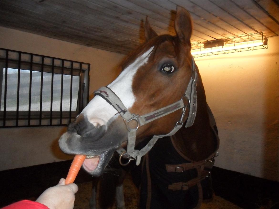 Anden særlig race Mon Cheri<3 - Smile smile!:D♥♥ billede 20