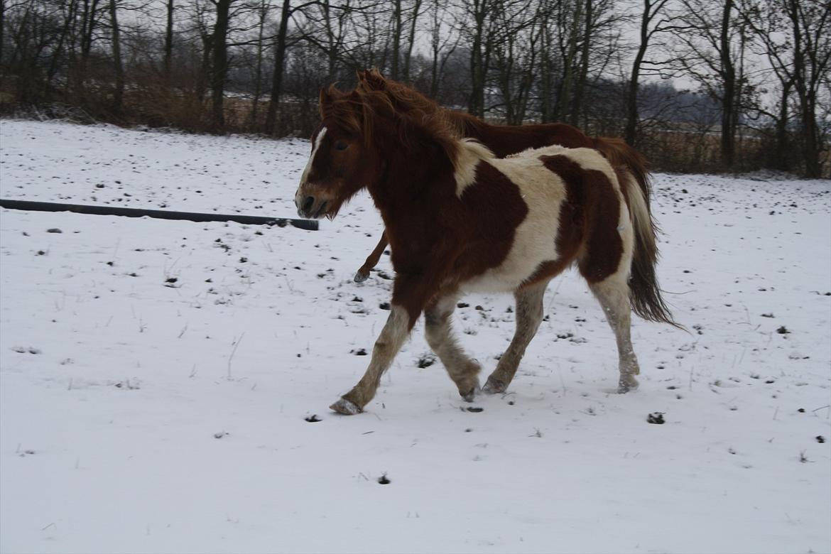 Anden særlig race Prins Bob aka Bobber - velkommen til bobbermands profil :)  billede 1