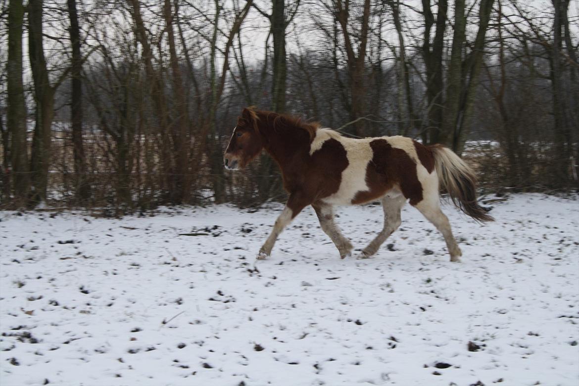 Anden særlig race Prins Bob aka Bobber - mine dejlige bobber <3 billede 15