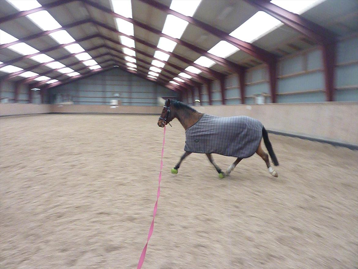 Welsh Pony (sec B) Korreborgs Pinot - Pinot bliver longeret i ridehuset.
Den 28/1 12 billede 18